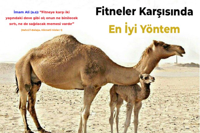 Fitneler Karşısında En İyi Yöntem